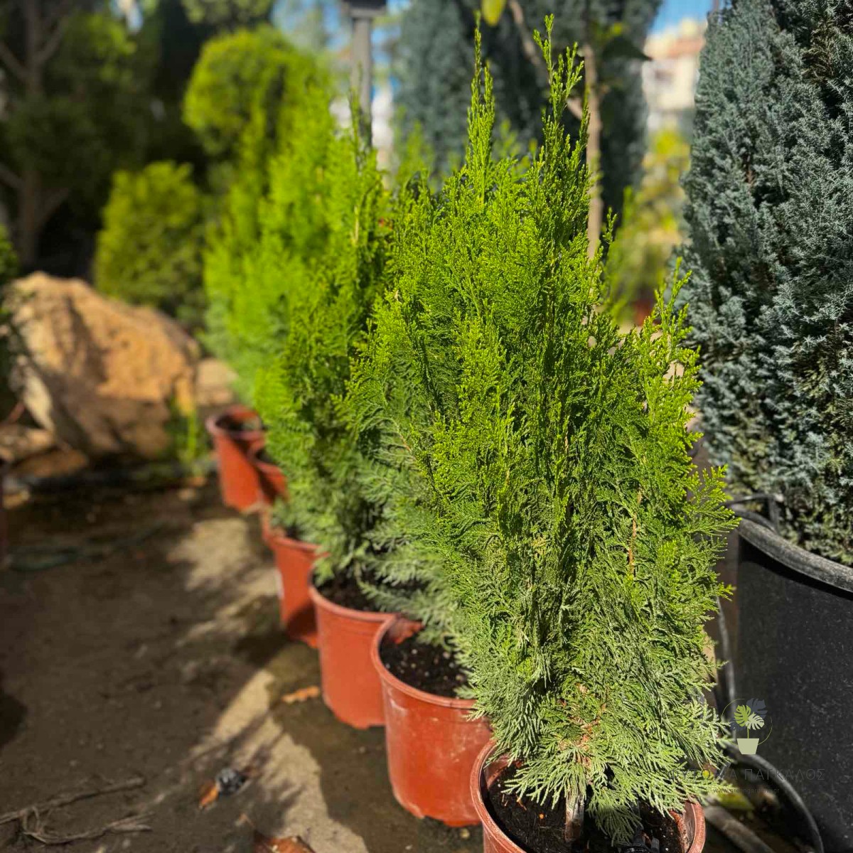 Τούγια (Thuja emerald) – Αειθαλές Κωνοφόρο για Φράχτη  - 2